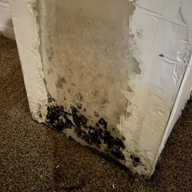 Professional Mold Removal in Clarksville, AR